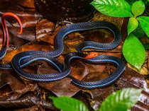 Ular Cabai Vs King Cobra: Mana yang Paling Berbahaya?