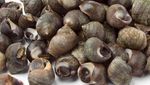 Sederet Jajanan Kaki Lima Teraneh di Dunia, Ada Janin Bebek hingga Lebah