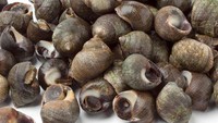 Siput laut juga ditawarkan di Inggris, sekilas tampilannya mirip seperti tutut. Siput laut ini direbus dan biasanya dinikmati bersama garam dan cuka. Sebagian orang juga mencelupkannya ke dalam aioli, mustard, atau mentega hangat. Foto: site news
