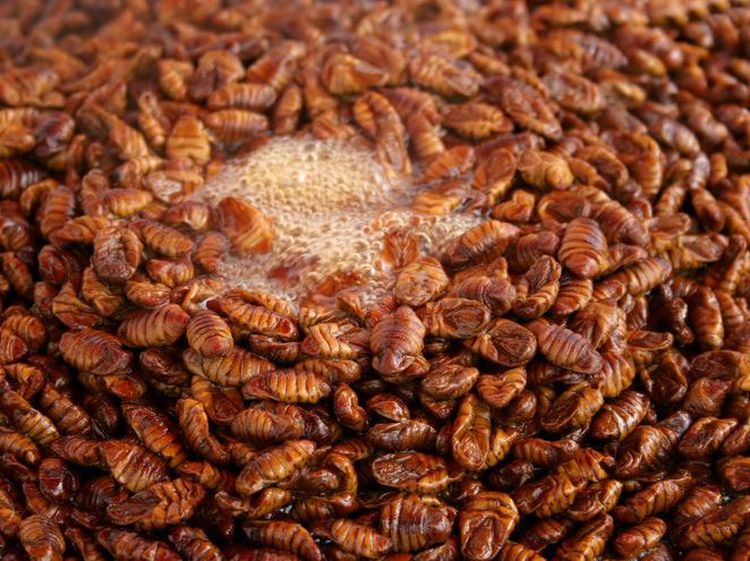 10 Jajanan Kaki Lima Paling Aneh di Dunia, Ulat Bulu hingga Balut