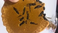 Crackers di Jepang satu ini juga terbilang aneh, karena racikannya tak biasa. Mereka menambahkan lebah di dalamnya. Foto: site news