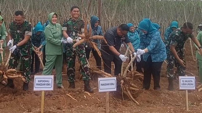 Kegiatan panen raya singkong untuk atasi permasalahan stunting di kota Lubuklinggau