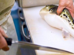 Keren! Bocah 10 Tahun Ini Mahir Mengolah Ikan Fugu yang Beracun