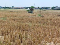 Kekeringan Mengancam Kabupaten Cirebon
