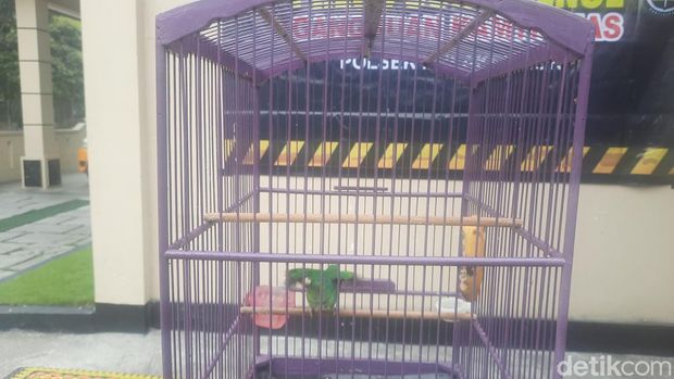 Heru, pelaku spesialis pencurian burung ditangkap jajaran Polsek Bulaksumur, Kamis (5/9/2024).