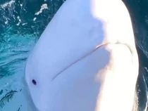 5 Hewan yang Pernah Menjadi Agen Rahasia, Terbaru Diduga Paus Beluga dari Rusia
