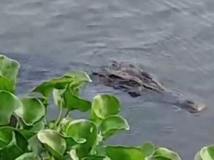 Penampakan Buaya Besar Terlihat di Sungai Gebang Sidoarjo