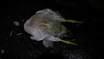 Ribuan Ayam Mati Lemas Akibat Kebakaran Hutan di Ekuador