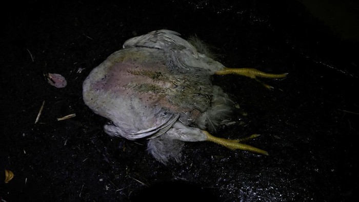 Dead chicken asphyxiated by smoke from wildfires lie at a farm in Itulcachi, Quito, Ecuador September 4, 2024. REUTERS/Karen Toro REFILE - QUALITY REPEAT