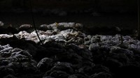 Ribuan ayam itu mati lemas akibat asap kebakaran hutan.