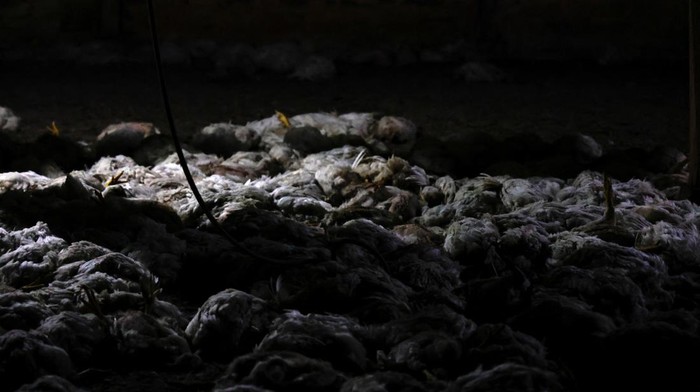 Dead chicken asphyxiated by smoke from wildfires lie at a farm in Itulcachi, Quito, Ecuador September 4, 2024. REUTERS/Karen Toro REFILE - QUALITY REPEAT