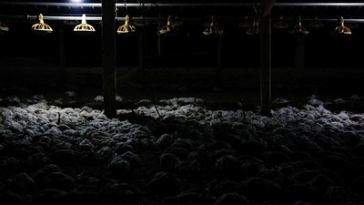 Ribuan Ayam Mati Lemas Akibat Kebakaran Hutan di Ekuador