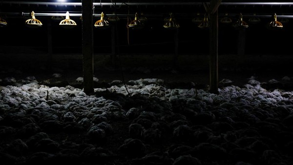 Ribuan Ayam Mati Lemas Akibat Kebakaran Hutan di Ekuador