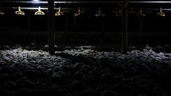 Dead chicken asphyxiated by smoke from wildfires lie at a farm in Itulcachi, Quito, Ecuador September 4, 2024. REUTERS/Karen Toro REFILE - QUALITY REPEAT