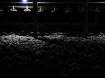 Ribuan Ayam Mati Lemas Akibat Kebakaran Hutan di Ekuador