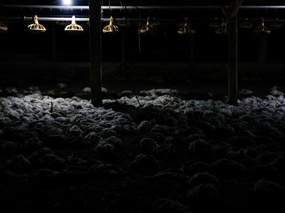 Ribuan Ayam Mati Lemas Akibat Kebakaran Hutan di Ekuador