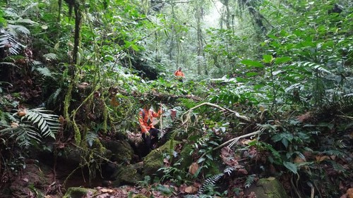 Tim SAR gabungan saat melakukan pencarian remaja asal Perancis, Txibo (15) yang hilang di Gunung Batukaru, Kecamatan Pupuan, Tabanan pada Rabu (4/9/2024). (Basarnas Bali)
