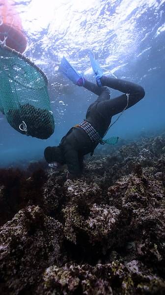 Penyelam Wanita di Pulau Jeju Jadi Andalan Penghasil Seafood Segar