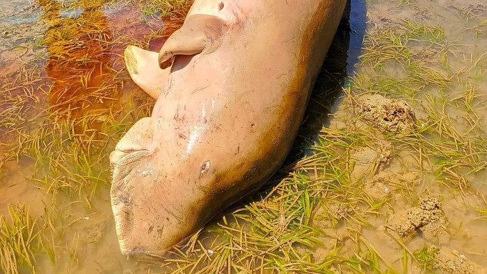 Bangkai dugong ditemukan di pinggir pantai Minahasa, Sulut.