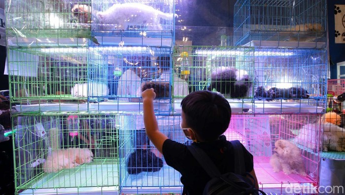 Berburu Produk Keperluan Hewan Peliharaan di Tangerang Indonesia International Pet Expo (IIPE) digelar di ICE Tangerang. Di sini warga bisa berbutu beragam hewan peliharaan dan produk keperluan hewan.