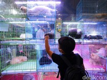 Berburu Produk Keperluan Hewan Peliharaan di Tangerang