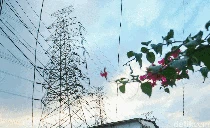 Potret Kehidupan Masyarakat yang Berdampingan dengan SUTET