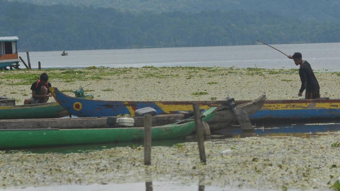 Eceng Gondok Ganggu Aktivitas Nelayan di Danau Lindu Nelayan menjaring ikan di dekat tumbuhan eceng gondok di Danau Lindu, Desa Tomado, Sigi, Sulawesi Tengah, Jumat (6/9/2024). Nelayan di sekitar danau tektonik seluas 38,44 kilometer persegi itu mengeluhkan tumbuhan eceng gondok yang muncul semakin banya sejak dua tahun terakhir dan tidak terkendali sehingga mempersempit area pencarian ikan dan menghambat penambatan perahu. ANTARA FOTO/Basri Marzuki/nym.