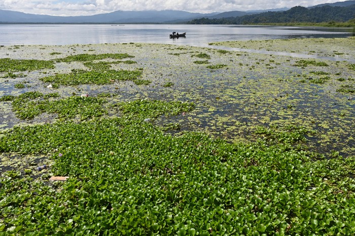 Nelayan menjaring ikan di dekat tumbuhan eceng gondok di Danau Lindu, Desa Tomado, Sigi, Sulawesi Tengah, Jumat (6/9/2024). Nelayan di sekitar danau tektonik seluas 38,44 kilometer persegi itu mengeluhkan tumbuhan eceng gondok yang muncul semakin banya sejak dua tahun terakhir dan tidak terkendali sehingga mempersempit area pencarian ikan dan menghambat penambatan perahu. ANTARA FOTO/Basri Marzuki/nym.