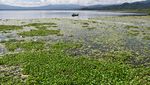 Eceng Gondok Ganggu Aktivitas Nelayan di Danau Lindu