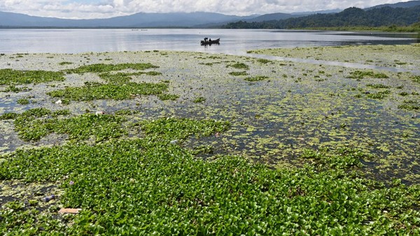 Eceng Gondok Ganggu Aktivitas Nelayan di Danau Lindu