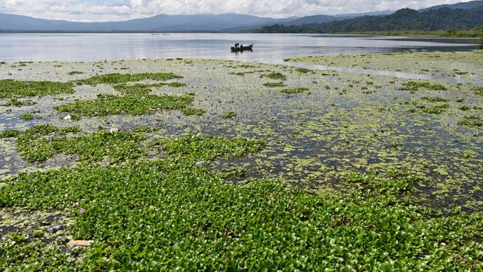Nelayan menjaring ikan di dekat tumbuhan eceng gondok di Danau Lindu, Desa Tomado, Sigi, Sulawesi Tengah, Jumat (6/9/2024). Nelayan di sekitar danau tektonik seluas 38,44 kilometer persegi itu mengeluhkan tumbuhan eceng gondok yang muncul semakin banya sejak dua tahun terakhir dan tidak terkendali sehingga mempersempit area pencarian ikan dan menghambat penambatan perahu. ANTARA FOTO/Basri Marzuki/nym.