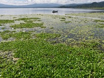 Eceng Gondok Ganggu Aktivitas Nelayan di Danau Lindu
