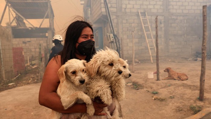 Evakuasi Hewan Korban Kebakaran Hutan di Ekuador A man carrying a dog walks amid smoke from wildfires, in Tumbaco, Ecuador September 5, 2024. REUTERS/Karen Toro