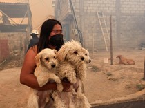 Potret Evakuasi Hewan Korban Kebakaran Hutan di Ekuador