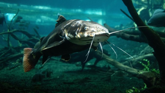 Ilustrasi ikan lele