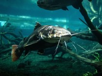 Apakah Ikan Tidur dengan Menutup Mata? Ternyata Begini Caranya