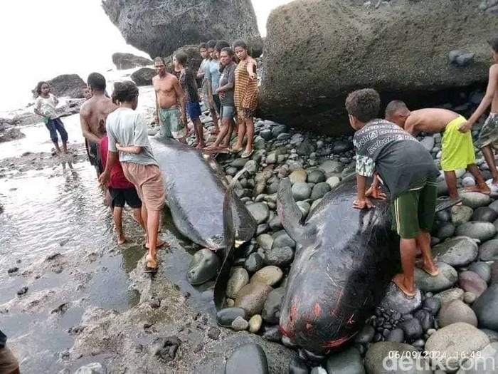 Lumba-lumba terdampar di Pantai Pureman, Kecamatan Pureman, Alor, NTT, Jumat (6/9/2024). (Dok. Facebook @Pak Er Manilani)