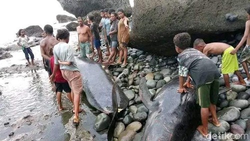 Lumba-lumba terdampar di Pantai Pureman, Kecamatan Pureman, Alor, NTT, Jumat (6/9/2024). (Dok. Facebook @Pak Er Manilani)