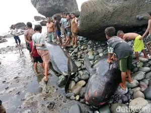 Tersangka Korupsi BAB dalam Mobil Tahanan-Kematian Misterius Puluhan Paus Pilot