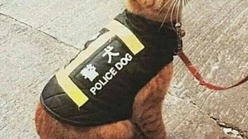 Bohong tipis-tipis, lah. Foto: International Laughing Hour via Bored Panda