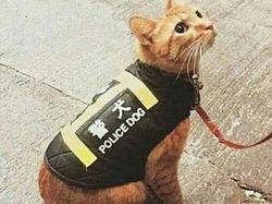 10 Meme soal Kehidupan yang Bikin Bilang Iya Lagi