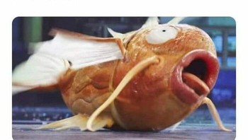 Siapa yang sering begini? Foto: International Laughing Hour via Bored Panda