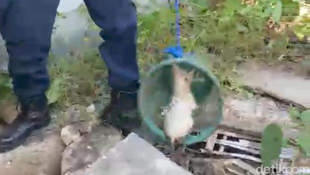 Momen evakuasi Zuzu kucing di Playen Gunungkidul tercebur ke septic tank, Jumat (6/9/2024).