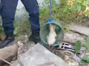 Zuzu Kucing Nyemplung Septic Tank, Ketahuan gegara Pemilik Siram Kloset