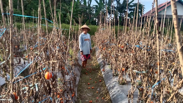 Petani di Maluku Tengah membiarkan tomat membusuk di kebun.
