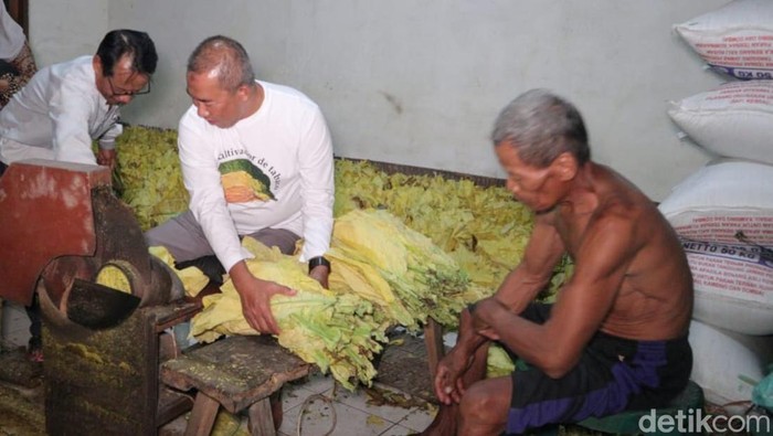 petani tembakau di lamongan