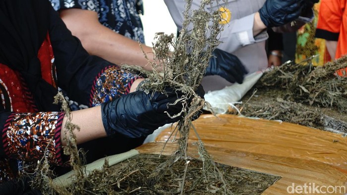 Rilis kasus pengungkapan jaringan ganja antarpulau di Mapolda DIY, Jumat (6/9/2024).