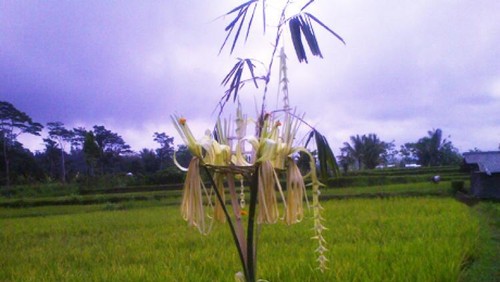 Salah satu banten dalam ritual mabiyukukung. (Dok. Desa Sedang, Badung)