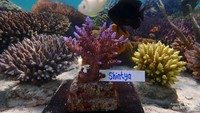Acropora gomezi adopsiku.