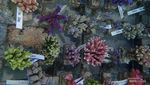 Pesona Eksotis Karimunjawa dan si Cantik Acropora Gomezi